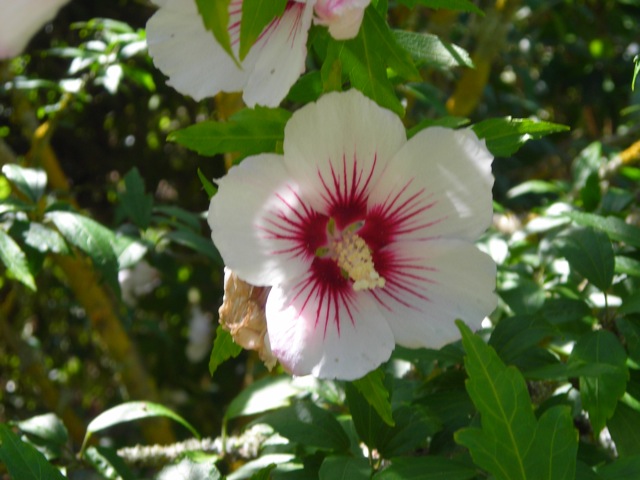 Hibiskus