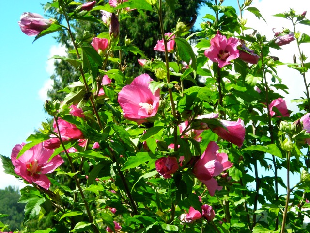 Hibiskus