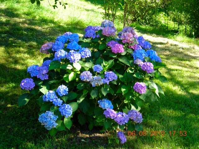 Garten: Hortensie